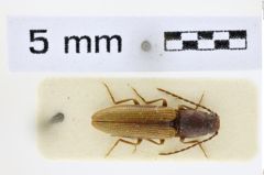 Foto (Dorsalansicht) von Athous silicensis (NHMW-ZOO-COL-0008556)